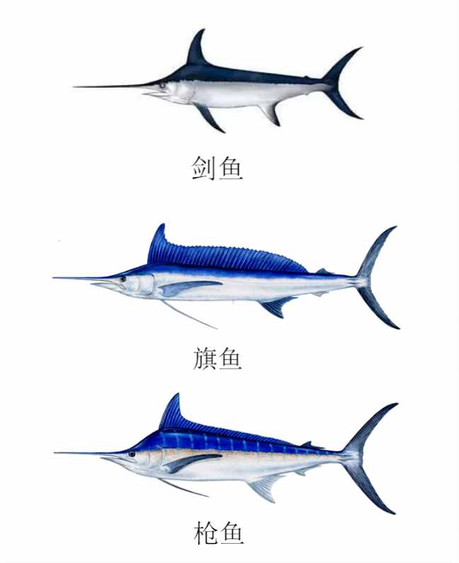 能刺穿潛艇，絲毫不畏懼人類？1年能長90厘米，海洋中最猛的3種魚