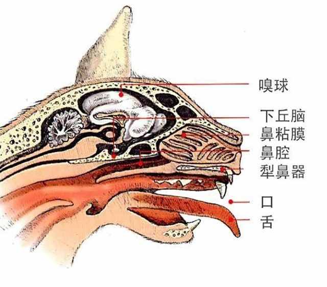 辟謠：腳臭讓貓咪一臉惡心？這是它對“腳氣”感興趣的裂唇嗅反應(yīng)