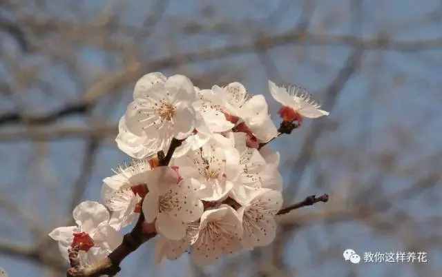 中國的國花是什么？結果有點吃驚！