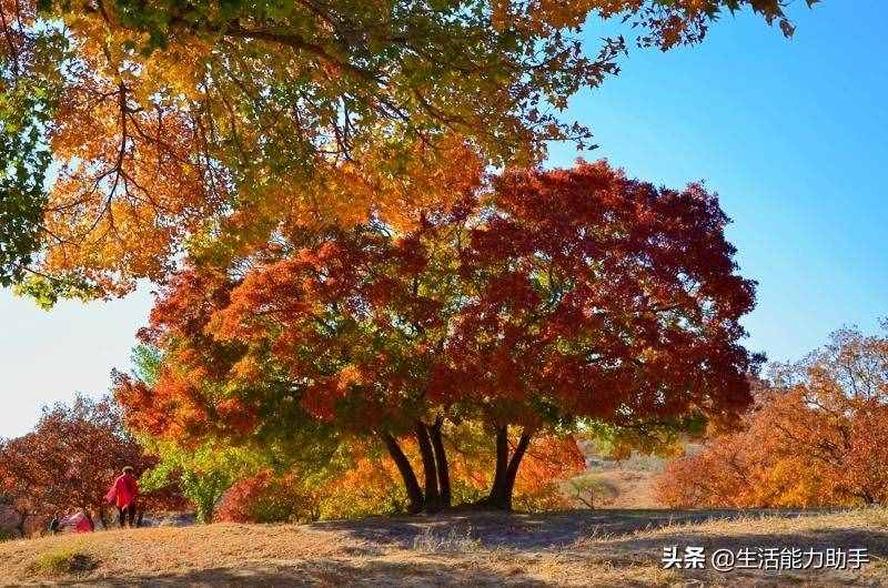 曾子殺豬的故事告訴我們什么道理呢？