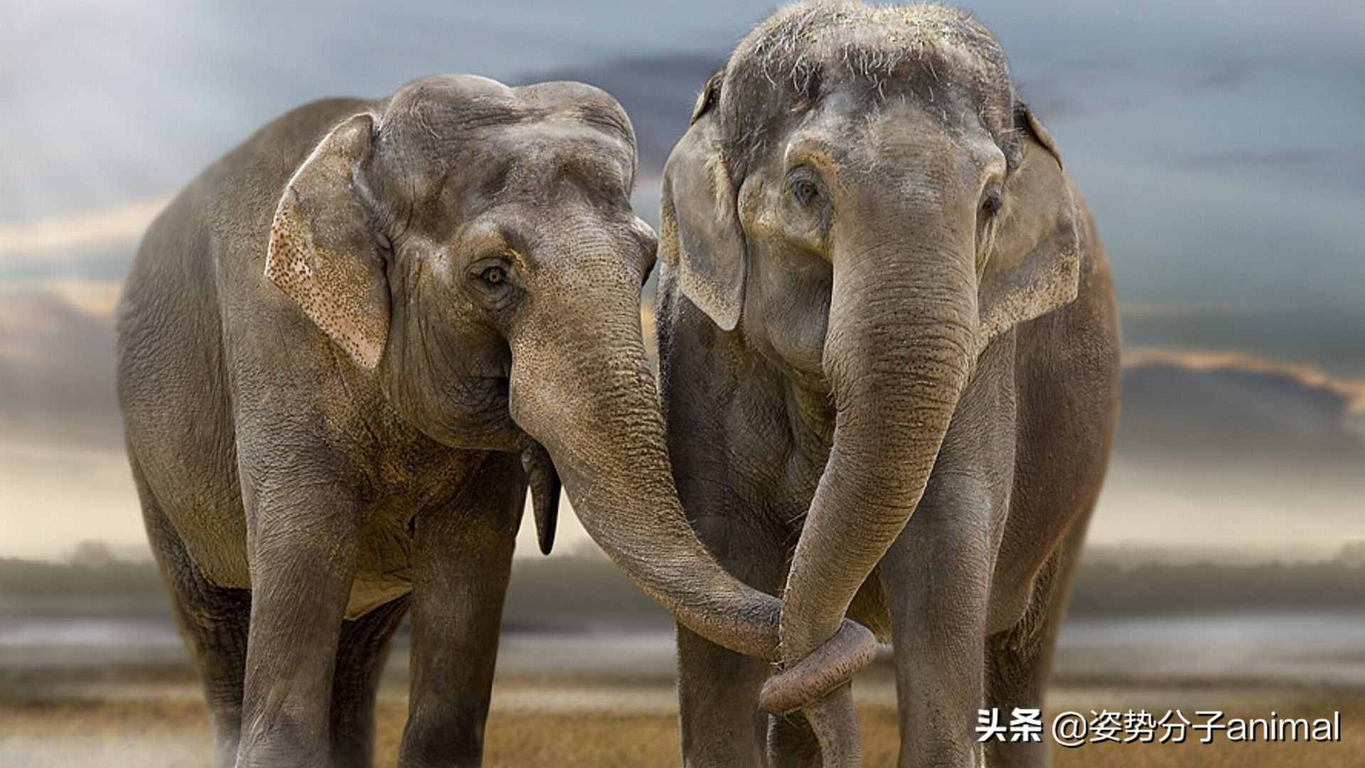 大象的交配繁衍，奇怪的知識又增加了