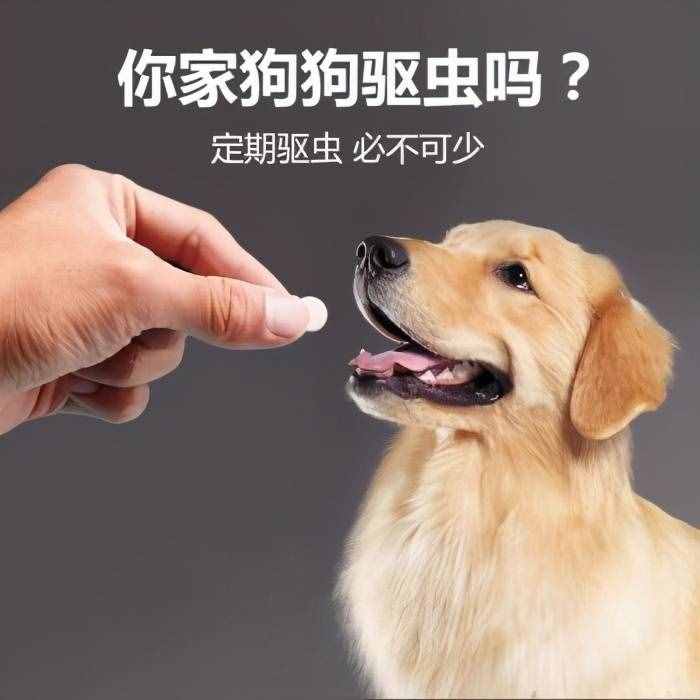 飼養(yǎng)金毛犬最正確的方法，你學(xué)會(huì)了嗎？