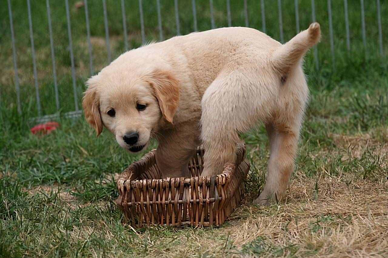 飼養(yǎng)金毛犬最正確的方法，你學(xué)會(huì)了嗎？