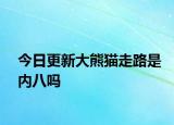 今日更新大熊貓走路是內(nèi)八嗎