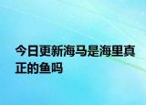 今日更新海馬是海里真正的魚嗎