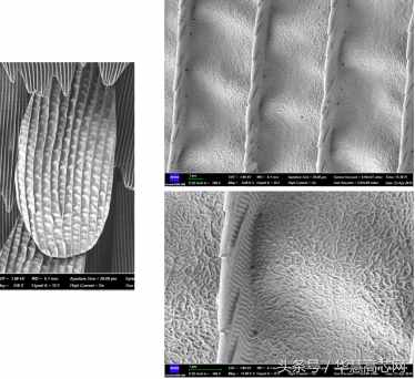 華慧高芯知識(shí)庫(kù)_你不知道的事之蝴蝶篇，掃描電鏡下不一樣的世界
