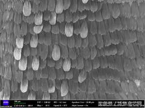 華慧高芯知識(shí)庫(kù)_你不知道的事之蝴蝶篇，掃描電鏡下不一樣的世界