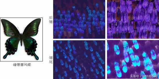 華慧高芯知識(shí)庫(kù)_你不知道的事之蝴蝶篇，掃描電鏡下不一樣的世界