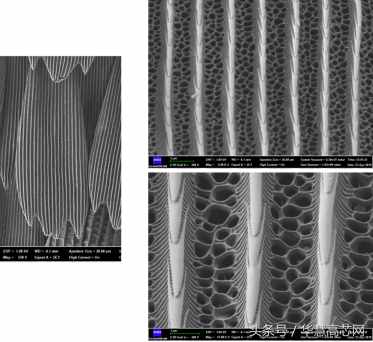 華慧高芯知識(shí)庫(kù)_你不知道的事之蝴蝶篇，掃描電鏡下不一樣的世界
