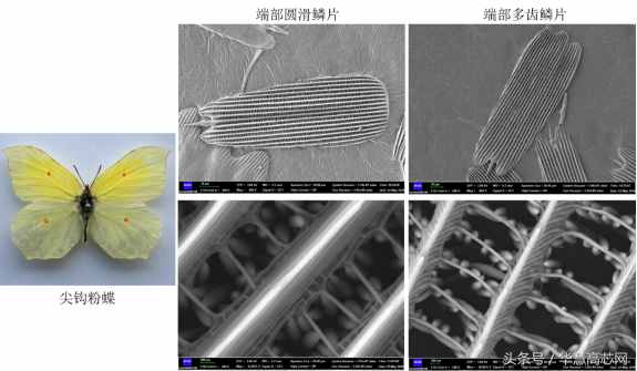 華慧高芯知識(shí)庫(kù)_你不知道的事之蝴蝶篇，掃描電鏡下不一樣的世界