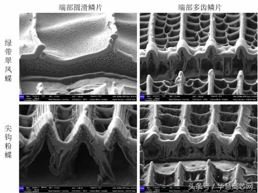 華慧高芯知識(shí)庫(kù)_你不知道的事之蝴蝶篇，掃描電鏡下不一樣的世界