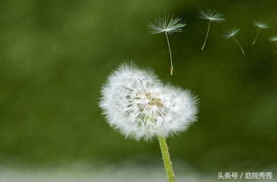 奇妙的花花草草種子傳播方法，你的花草是哪種？