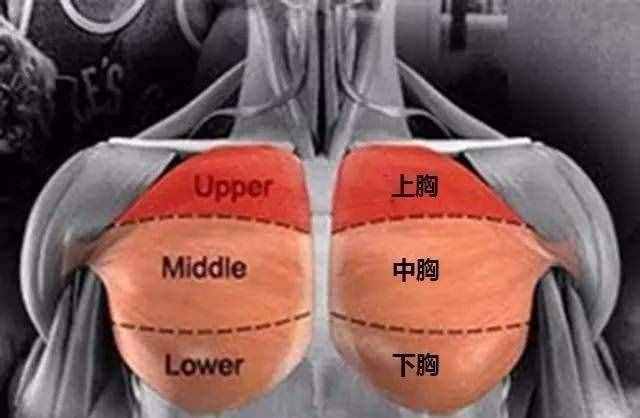 細(xì)講4個高效胸肌訓(xùn)練動作，幫剛開始健身的你少走彎路練好胸?。? class=