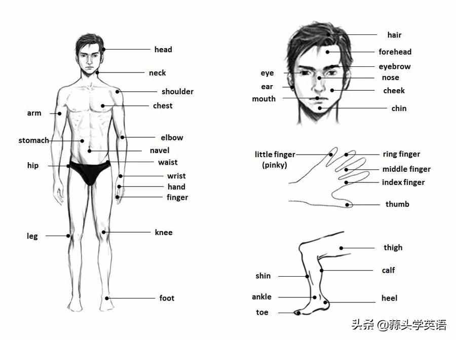 人體構(gòu)造英文圖解