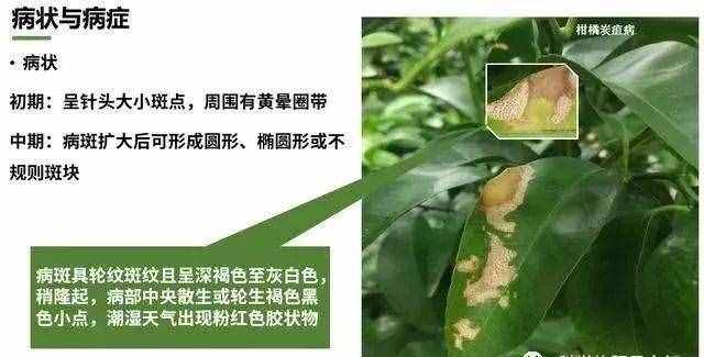 炭疽病什么癥狀？如何防治？看這篇文章就夠了