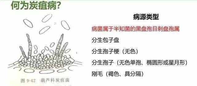 炭疽病什么癥狀？如何防治？看這篇文章就夠了