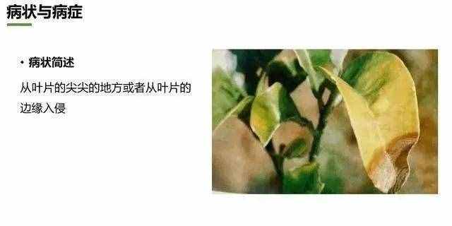 炭疽病什么癥狀？如何防治？看這篇文章就夠了