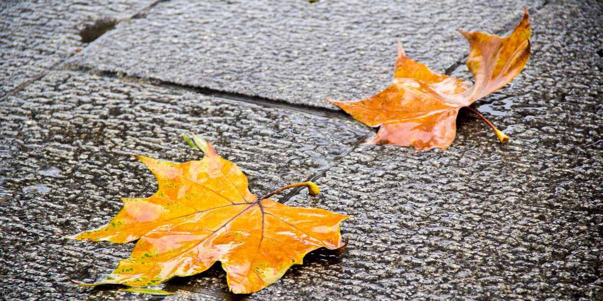 一場秋雨一場涼，秋雨綿綿秋意長