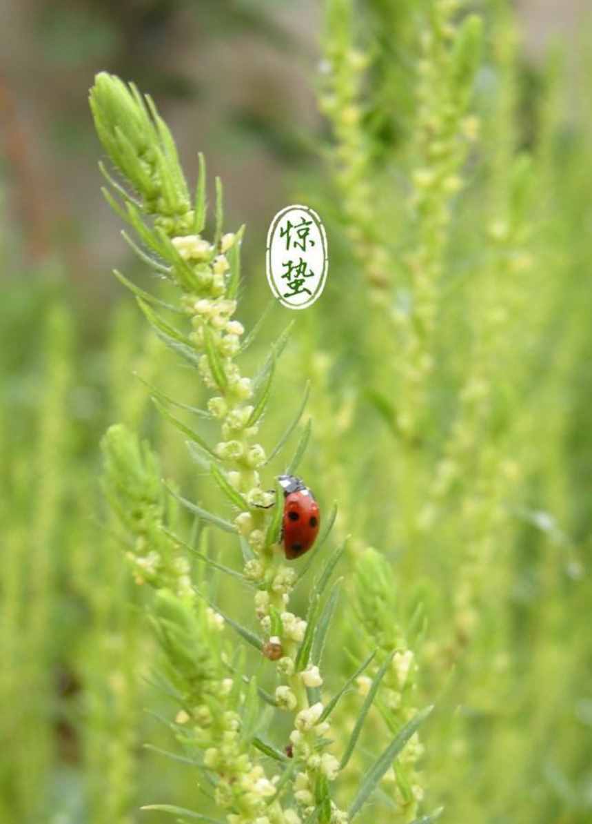 雨催驚蟄候 風作勒花開，十二首驚蟄詩詞，叫醒酣睡的春天