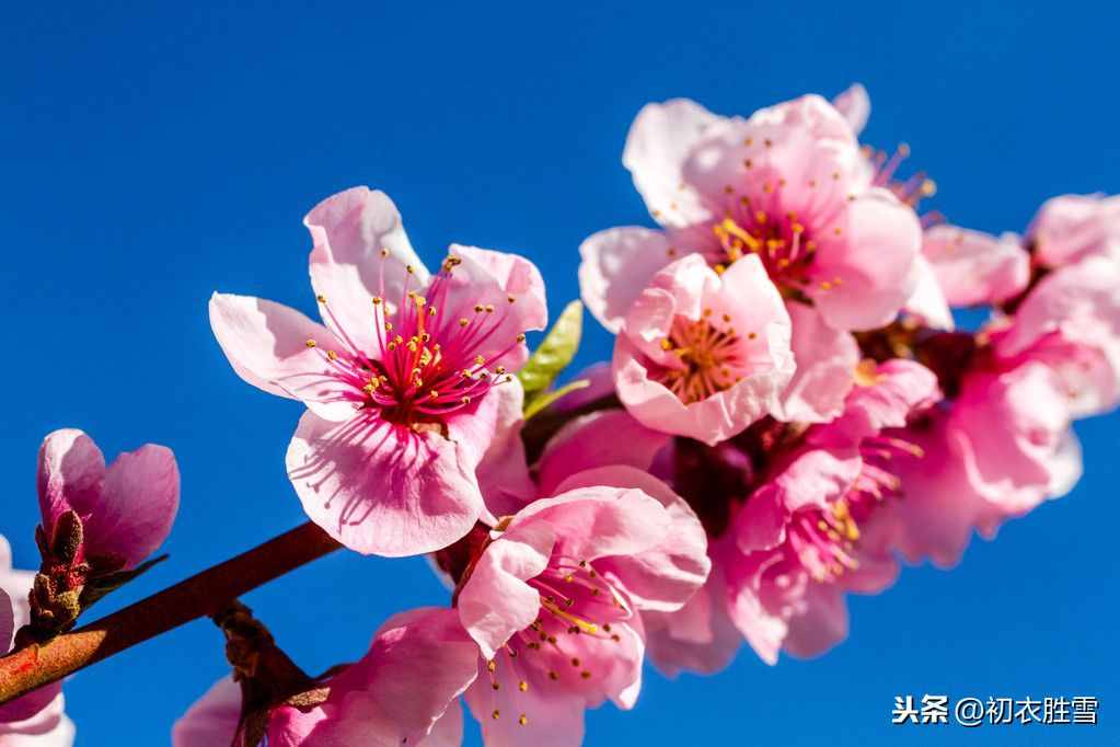 薛寶釵才真正讀懂了杜甫：黃四娘家花滿磎，干朵萬(wàn)朵壓枝低