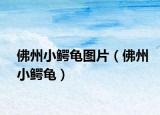 佛州小鱷龜圖片（佛州小鱷龜）