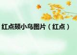 紅點(diǎn)頦小鳥(niǎo)圖片（紅點(diǎn)）