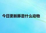 今日更新豚是什么動物