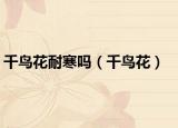 千鳥(niǎo)花耐寒嗎（千鳥(niǎo)花）