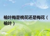 榆葉梅是桃花還是梅花（榆葉）