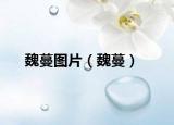 魏蔓圖片（魏蔓）