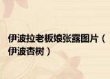 伊波拉老板娘張露圖片（伊波杏樹(shù)）
