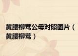 黃腰柳鶯公母對照圖片（黃腰柳鶯）