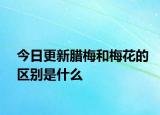 今日更新臘梅和梅花的區(qū)別是什么