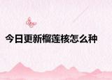 今日更新榴蓮核怎么種