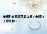 孝順竹在花瓶里怎么養(yǎng)（孝順竹（原變種））