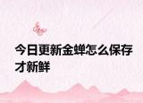 今日更新金蟬怎么保存才新鮮