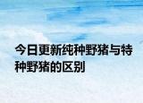 今日更新純種野豬與特種野豬的區(qū)別