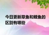 今日更新草魚和鯉魚的區(qū)別有哪些