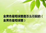 金黃色葡萄球菌是怎么引起的（金黃色葡萄球菌）