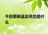 今日更新金邊吊蘭是什么