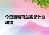 今日更新荷蘭豬是什么動(dòng)物