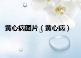 黃心病圖片（黃心?。? /></span></a>
                        <h2><a href=