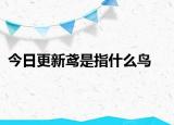 今日更新鳶是指什么鳥(niǎo)