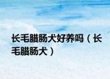 長毛臘腸犬好養(yǎng)嗎（長毛臘腸犬）
