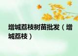 增城荔枝樹苗批發(fā)（增城荔枝）