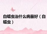 白蠟蟲治什么病最好（白蠟蟲）