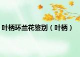 葉柄環(huán)蘭花鑒別（葉柄）
