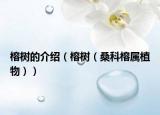榕樹的介紹（榕樹（?？崎艑僦参铮? /></span></a>
                        <h2><a href=