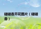碰碰香開(kāi)花圖片（碰碰香）