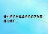柵欄組織與海綿組織的區(qū)別圖（柵欄組織）